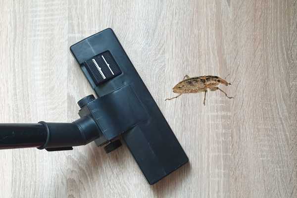 A Vacuum Cleaner To Get Rid Of Weevils In My Bedroom