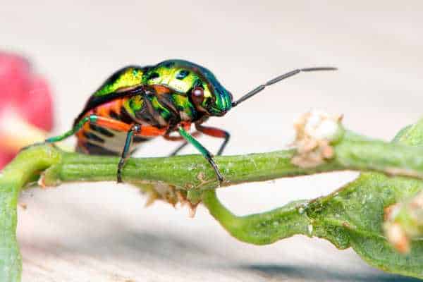 Preventing Future Weevils