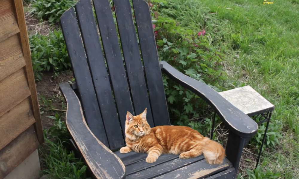 How To Keep Animals Off Outdoor Furniture Cushions